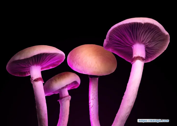 الفطر السحري يؤخّر الشيخوخة