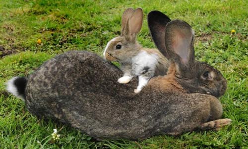 أضخم أرنب في العالم يزن 22 كيلوجراماً