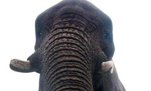 فيل مزاجه «عالی» يرسم أعمالا فنية تساوی آلاف الدولارات