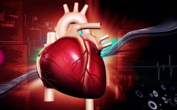 القلب وحياة الأعضاء المادّية