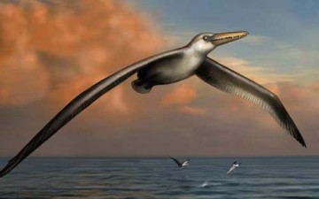 علماء يكتشفون أكبر طائر في العالم