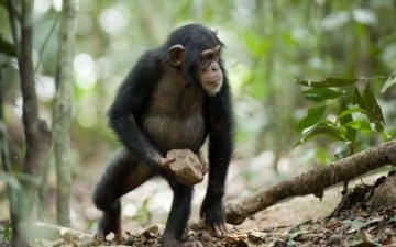 الشمبانزي تشاشا وخطة الهروب المثيرة