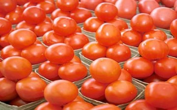 دراسة: الطماطم العضوية «أفضل» من مثيلتها التقليدية