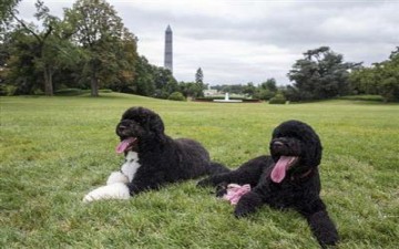 البيت الأبيض يستقبل كلبة جديدة