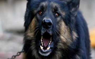 محكمة كرواتية «تمنع» كلباً من النباح ليلاً
