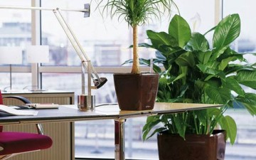 النباتات بمقر العمل ترفع إنتاجية الموظفين
